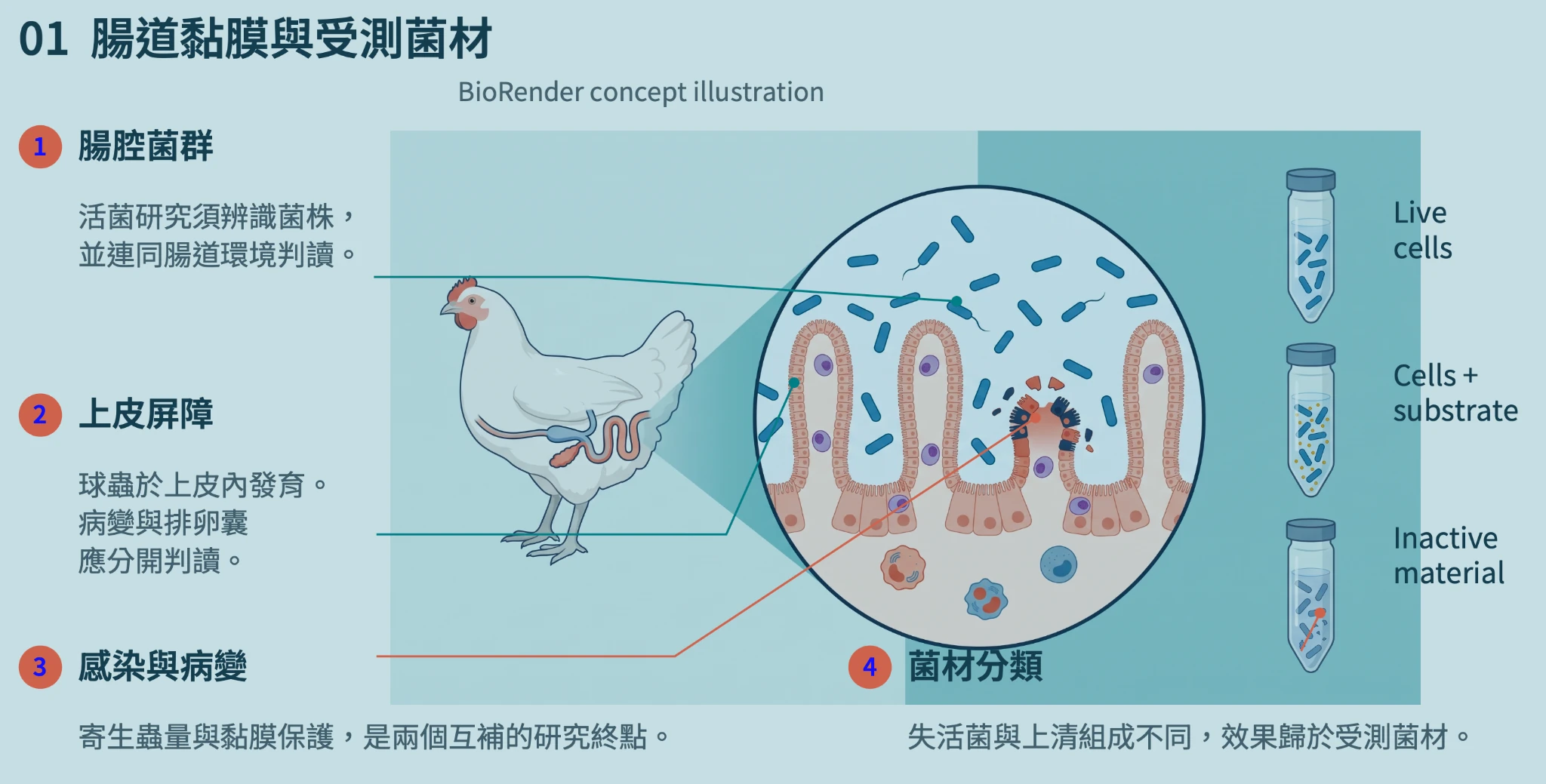 Conceptual illustration of chicken intestinal mucosa and microbial materials