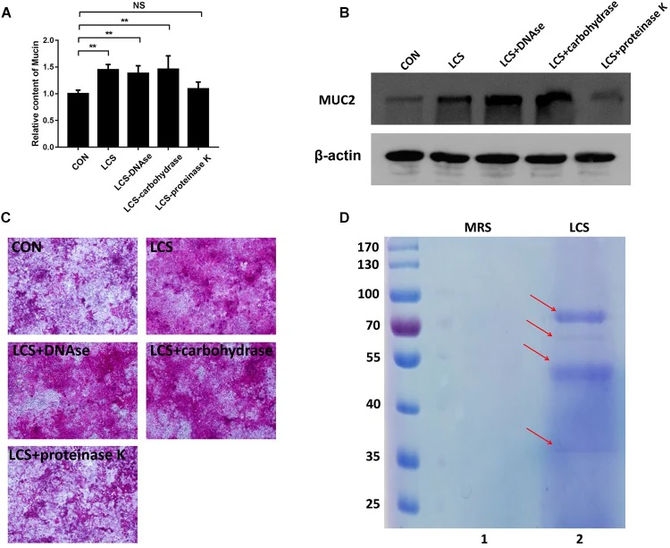 Gao et al. (2019), Figure 1: enzyme treatments and mucus-related assays; refer to original legend.