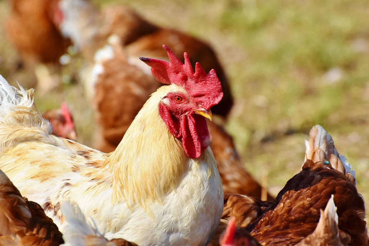 A white rooster among brown hens outdoors