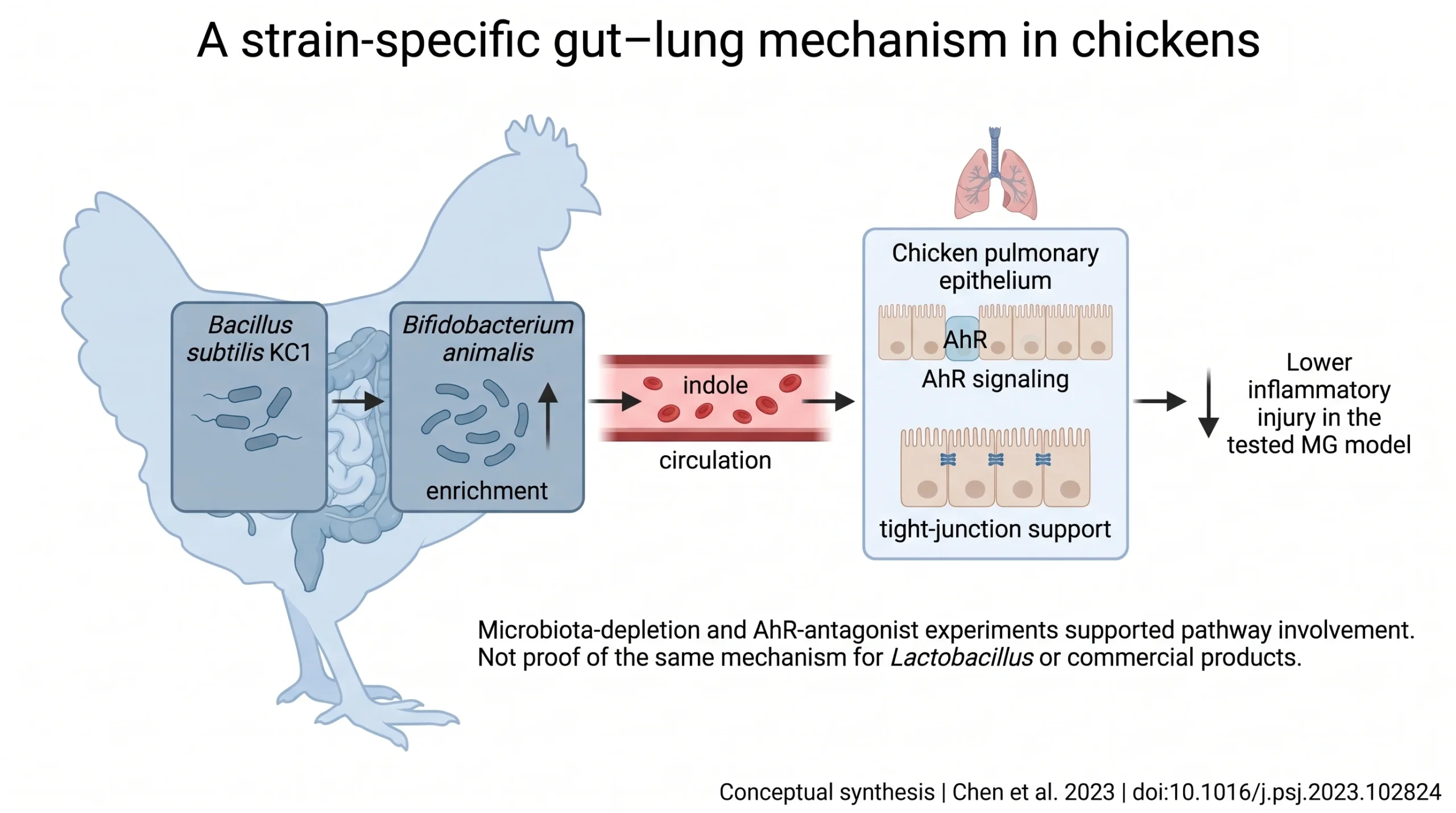 Strain-specific chicken gut–lung model linking KC1, intestinal B. animalis, indole, pulmonary AhR and barriers