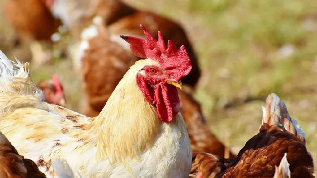 A rooster and hens outdoors, used as contextual poultry photography