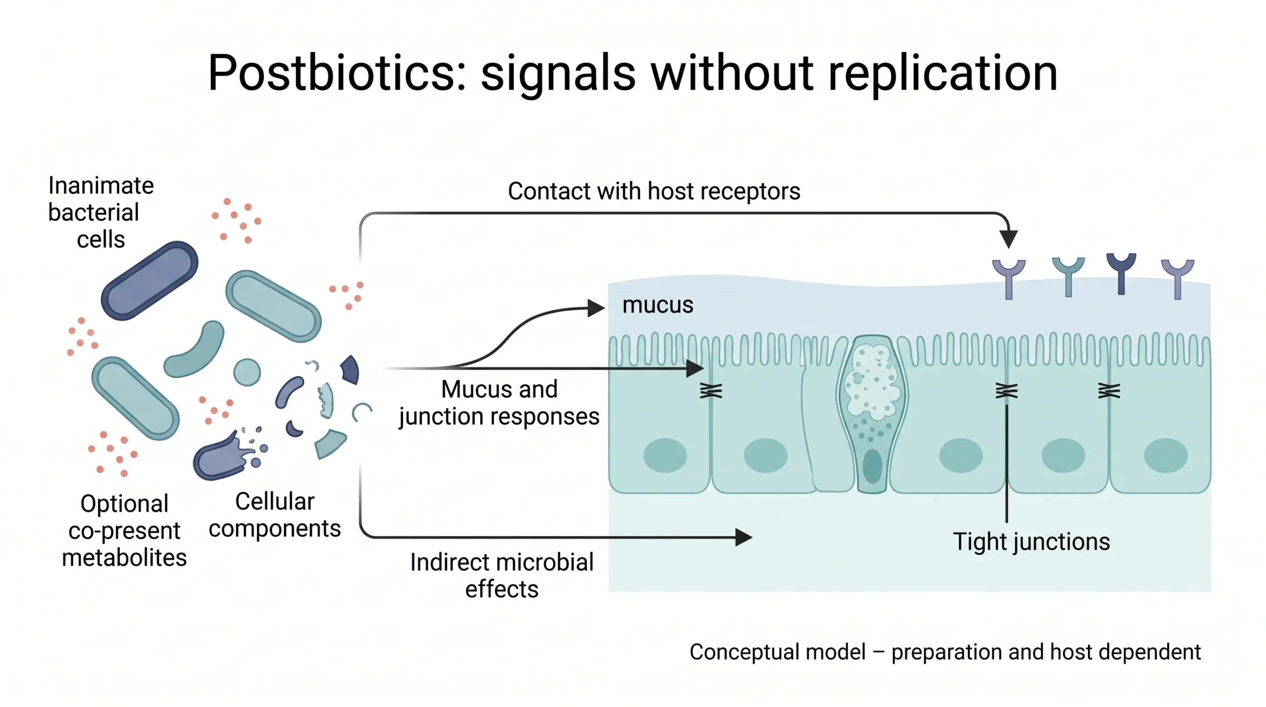 Figure 1. A conceptual view of inanimate microbial materials and host interactions Conceptual illustration of inanimate cells and fragments, optional metabolites and the intestinal epithelium, showing mucus, tight junctions and host responses