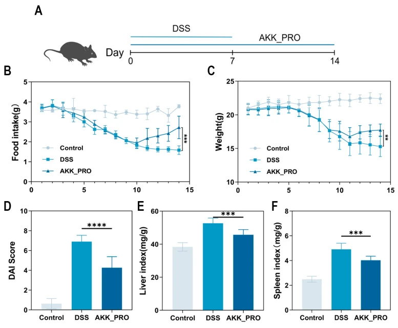 Figure 3. Inactivated AKK PROBIO in a mouse colitis model Original Zhang Figure 1 showing a three-group mouse timeline, food intake, weight, disease activity index and liver and spleen indices