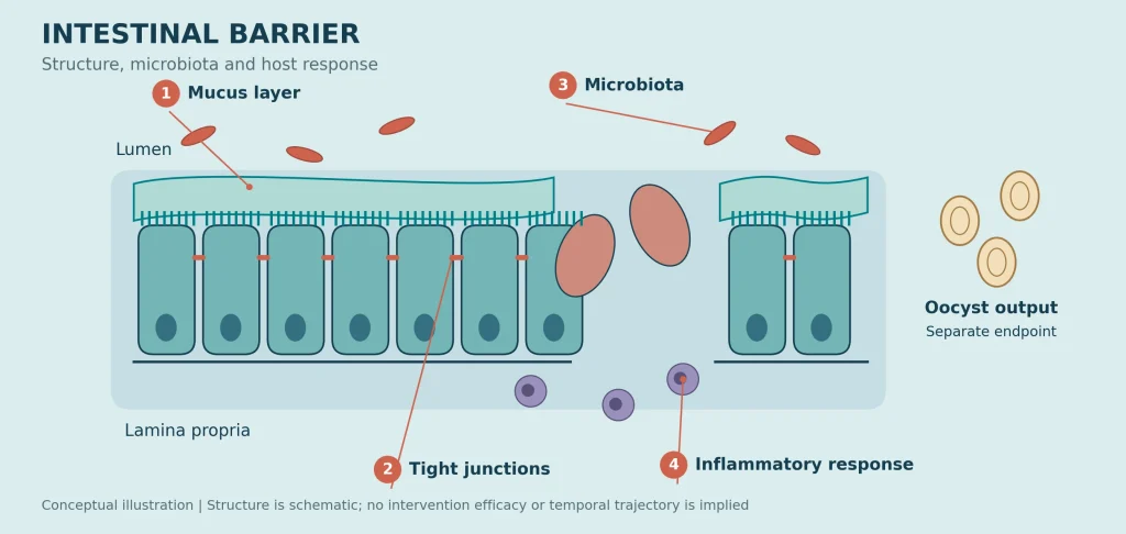 Schematic of mucus, epithelial tight junctions, intestinal microbiota and inflammation, with oocyst output shown as a separate endpoint.