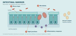 Schematic of mucus, epithelial tight junctions, intestinal microbiota and inflammation, with oocyst output shown as a separate endpoint.