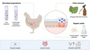 微生物製劑、植物來源材料與有機酸，以及腸黏膜和三類研究終點的概念插畫