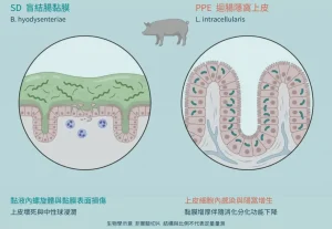 Figure 1. Colonic Mucosal Damage Versus Ileal Crypt Proliferation