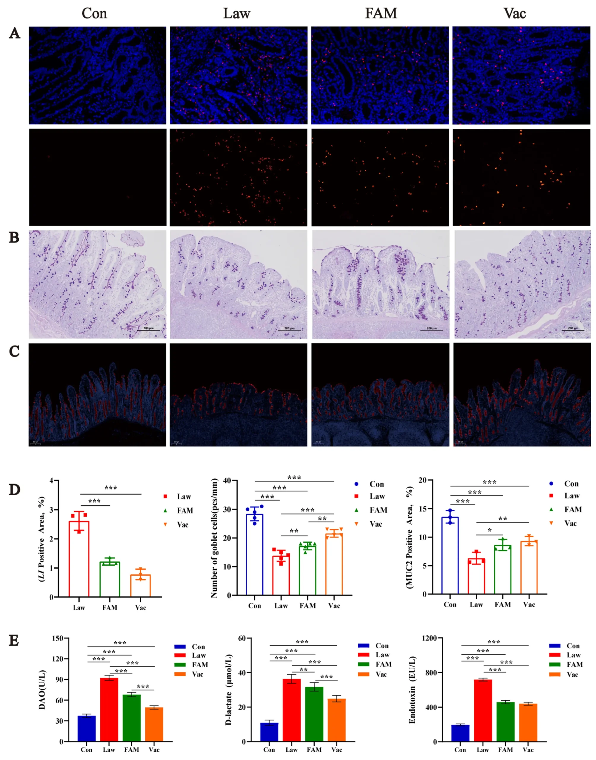 Figure 4. Lawsonia RNA Signal and Mucosal Markers in the FAM Model