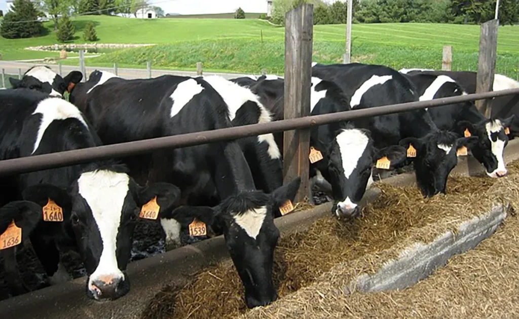 Ruminant microbiome