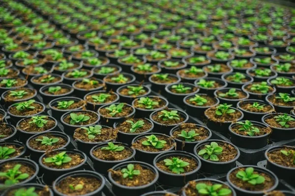 GEM-genetic engineering microbiome-green seedling pots