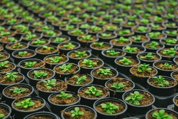 GEM-green seedling pots