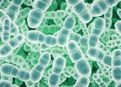 GEM(genetic engineering microbiome)-Banner-next-generation Probiotics