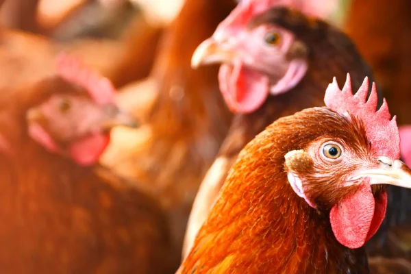 GEM(genetic engineering microbiome)-Banner-poultry