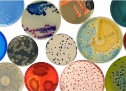 GEM(genetic engineering microbiome)-Culture-Agar-Media-v4