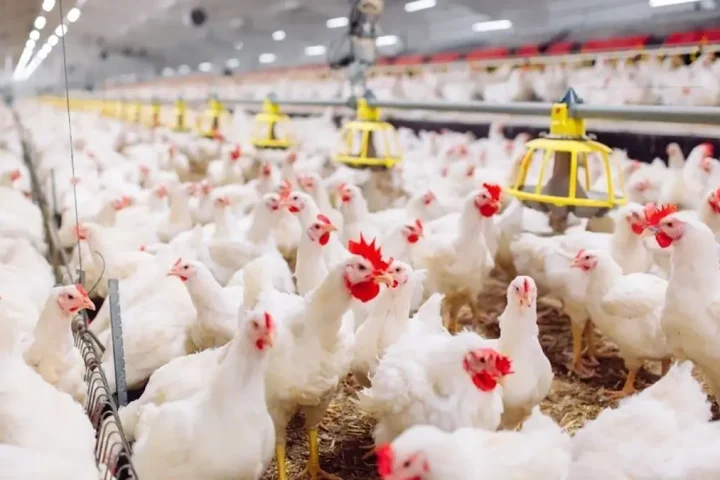 GEM(genetic engineering microbiome)-Experimental-cooperation-broiler