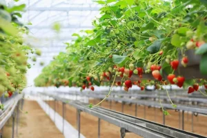Soilless Cultivation AES
