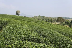 Tea Garden AES