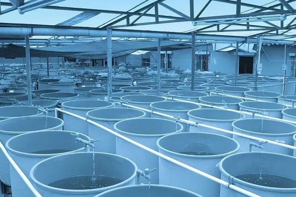 gem-Experimental-cooperation-RAS aquaculture-breeding