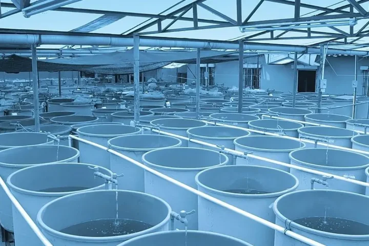 gem-Experimental-cooperation-RAS aquaculture-breeding