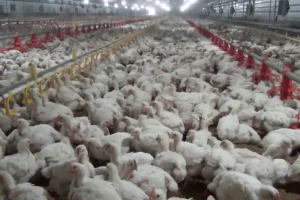 Broiler Chicken AES