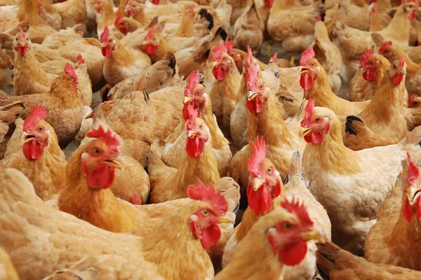 gem-animal-poultry-05