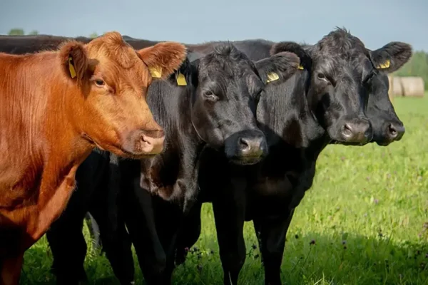 gem-animals-angus-cattle-4