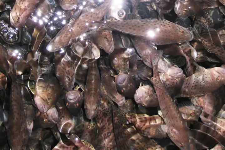 gem-aquaculture-fish-2