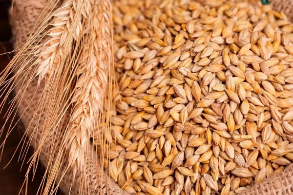 plant-wheat-1