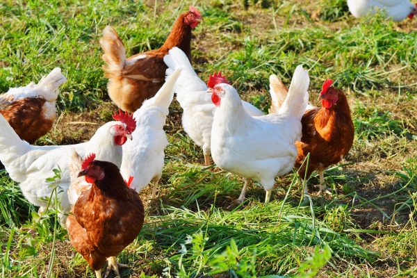 Poultry, Chicken